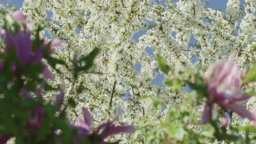View of purple and white flowering trees
