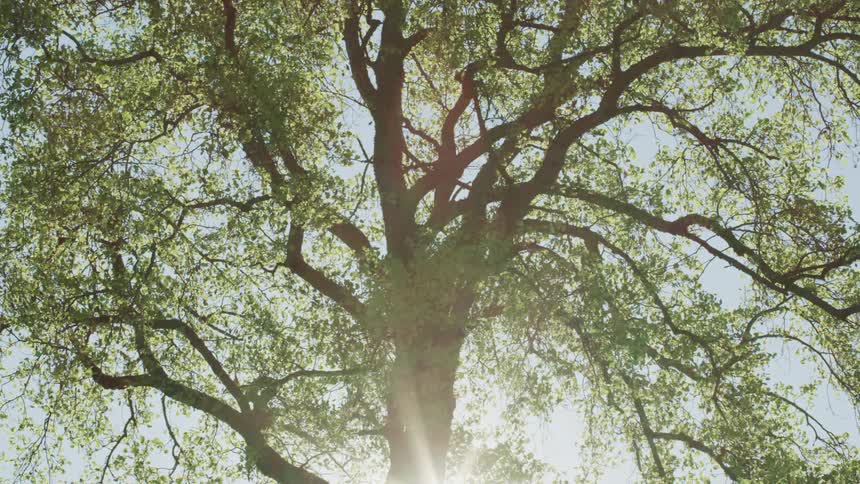 Bright sun shines on a tree