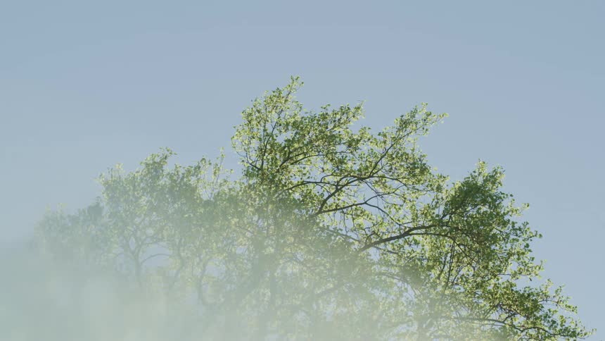 Canopy of a tree with green leaves waving in the wind on a blue sky