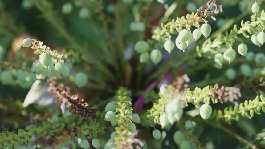 Green plants growing outside