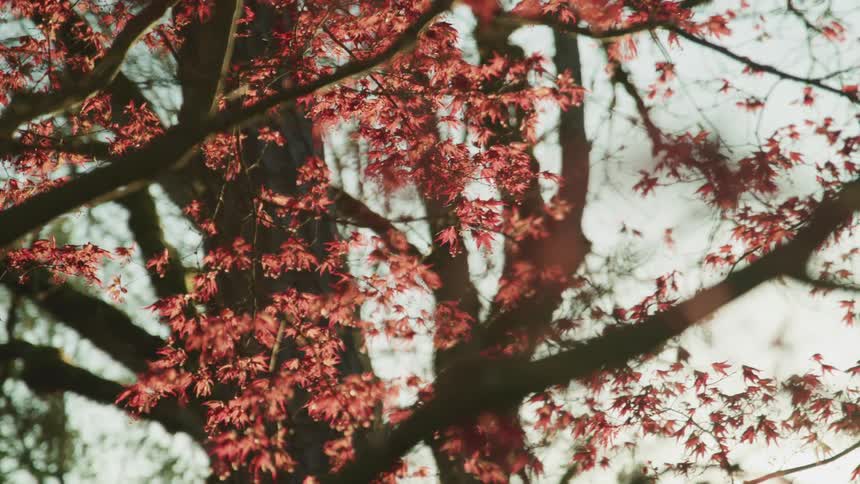A tree covered in small red leaves on a sunny day