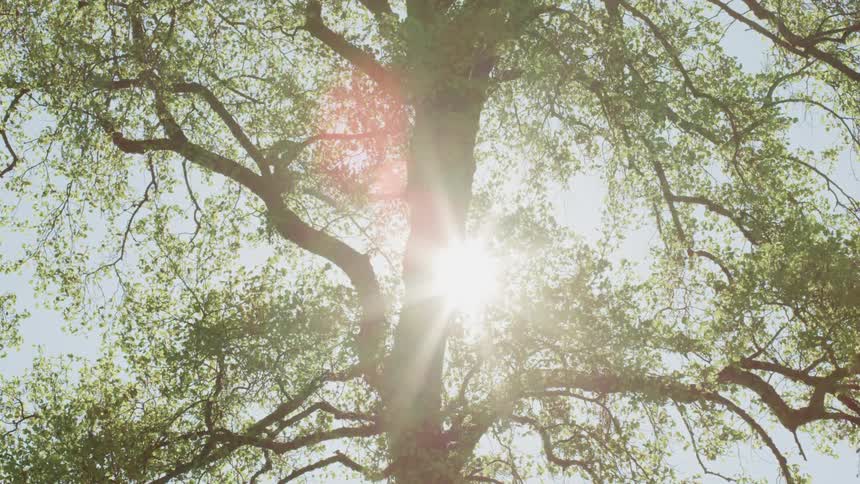 Sunlight filtering through the canopy of a tall tree at day