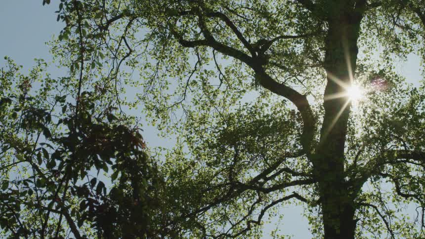 The sun shining down on trees in the forest