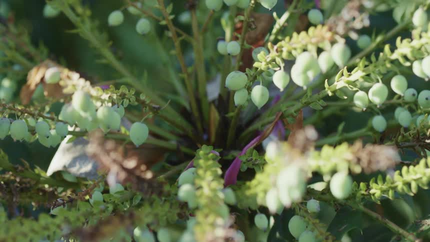 A green plant outside on a summer day