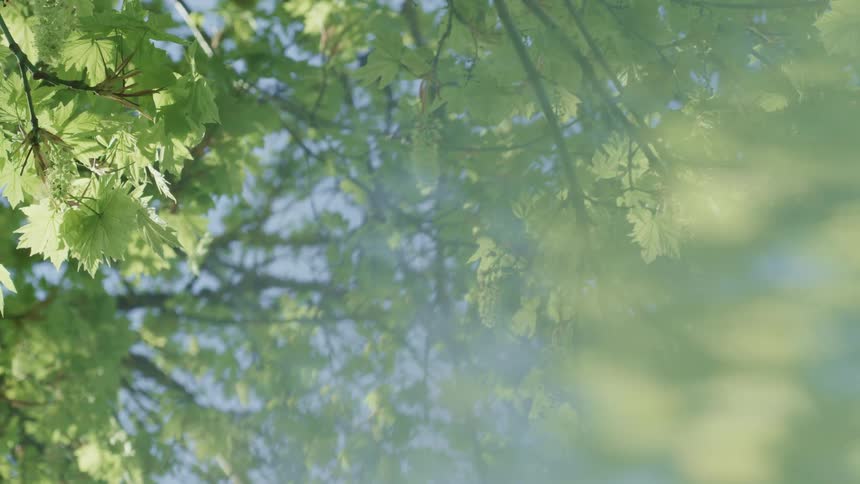 Light green leaves of tree contrast with light blue of the sky