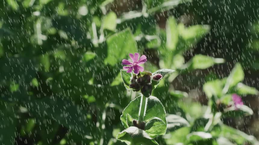 A shower of water falls on a small purple flower as it is illuminated by sunlight