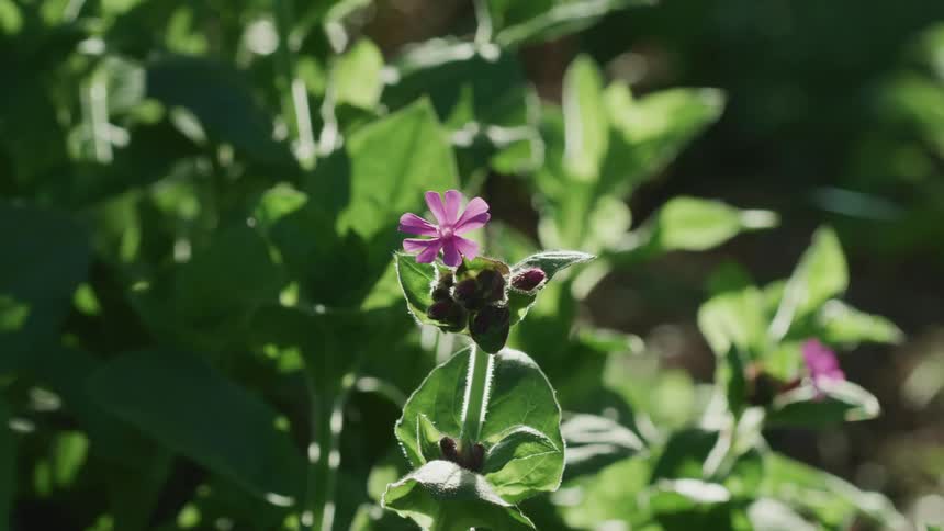 A small purple flower on a green plant on a sunny day