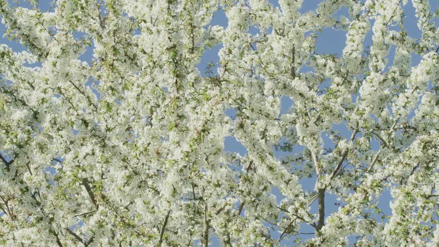Close up of a white flowering dogwoodat day
