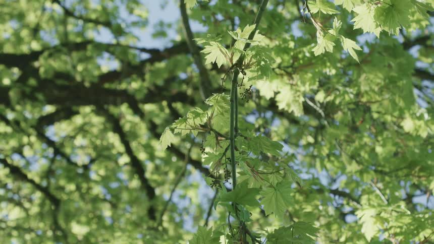 The sun is shining on the leaves