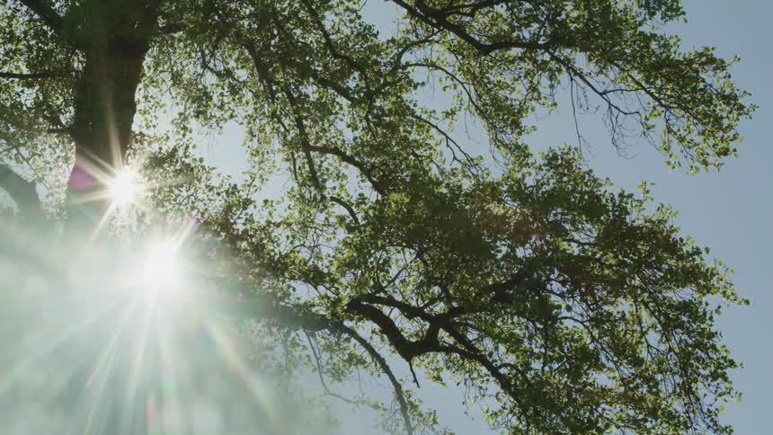 Sunlight filters through the leaves and branches of a tree in a sunny day