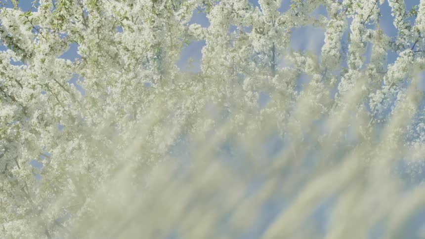 A tree in full bloom