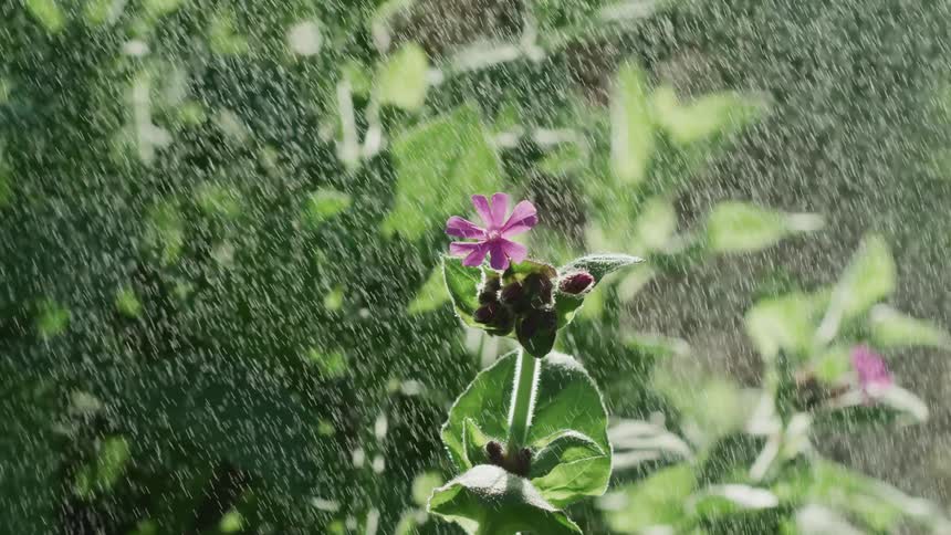 Water is sprinkling down over a plant with a small pink flower