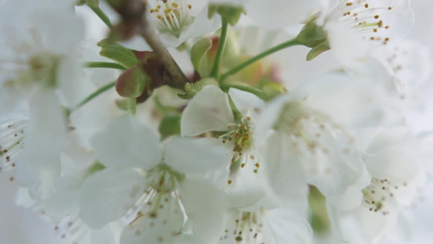 Close up of white flowers on their green stems in a branch