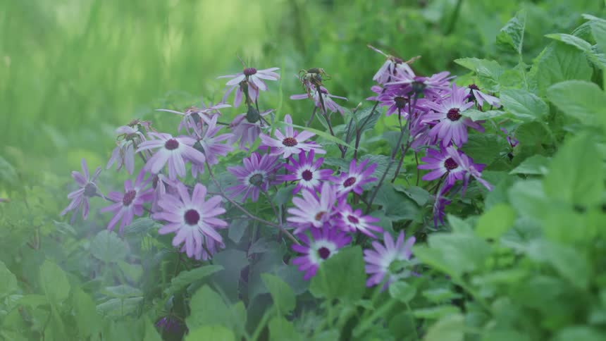 A closeup of flowers outdoors is displayed