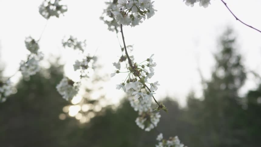 White flowers on tree branches in a forest