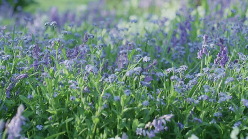 Sunlight shining on a field of purple flowers