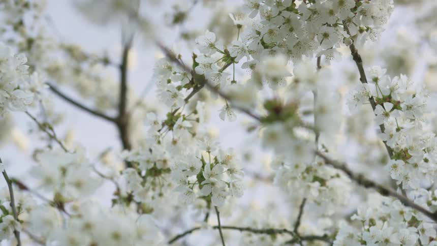Flower blossoms on a tree