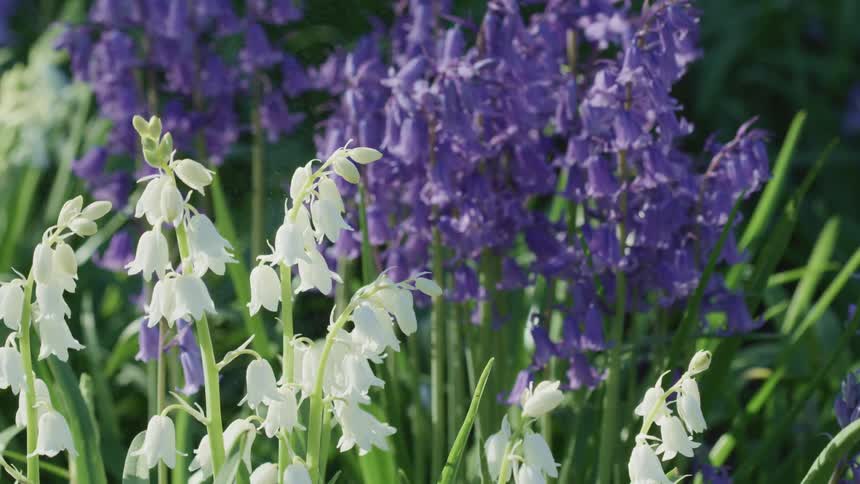 White and purple wild flower growing in the grass
