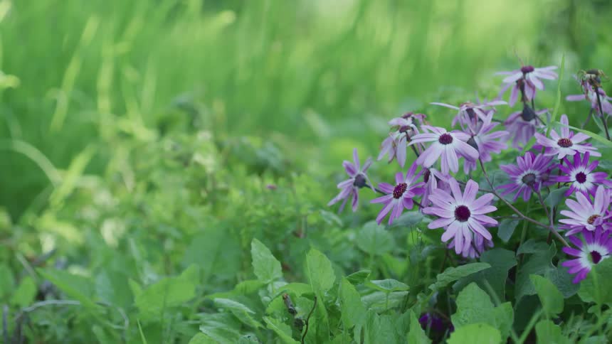 Purple flowers in a grassy meadow on a summer day