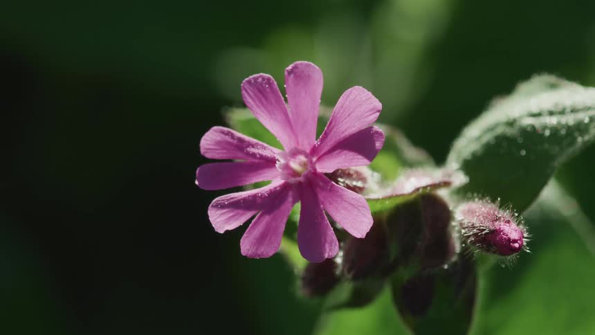 A purple flower in nature