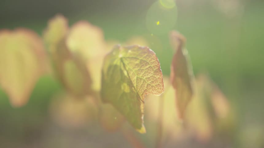 Close up of a leaf