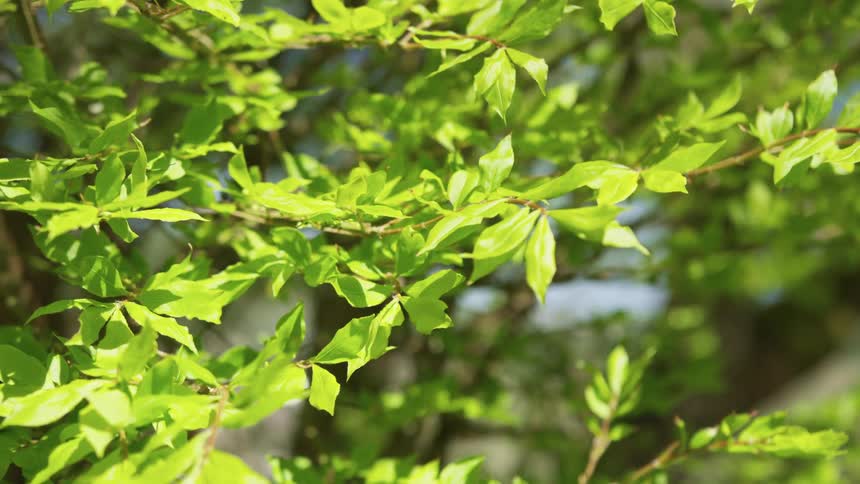 Sunlight shining on a thin branch of a tree as it vibrates in the gentle wind
