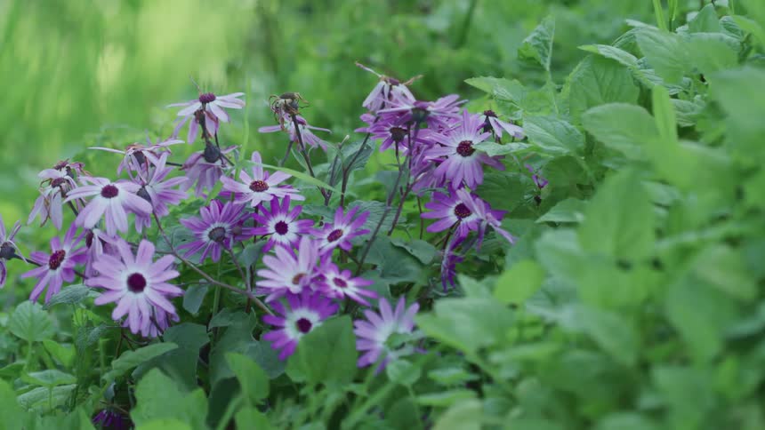 Purple flowers outside on a summer day