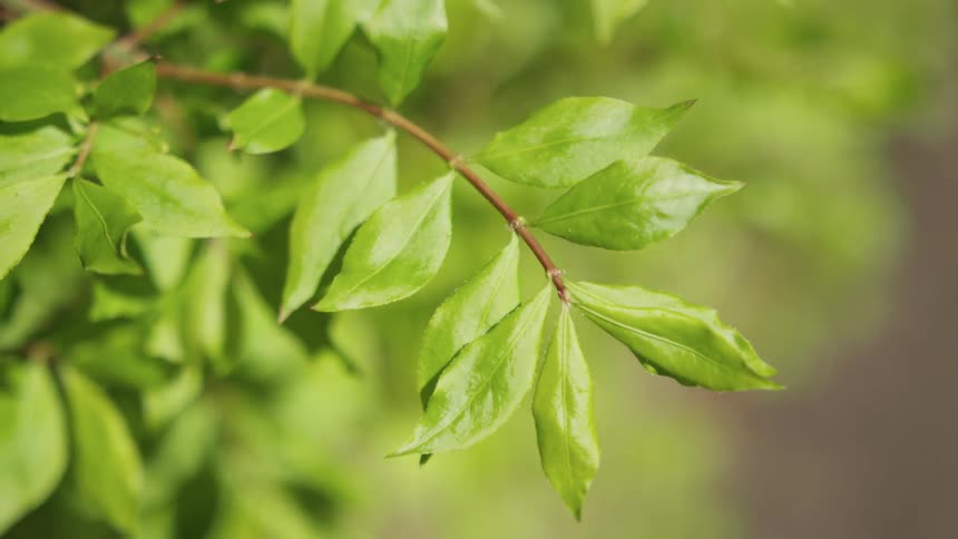 Green leaves on a thin branch of a tree during the day