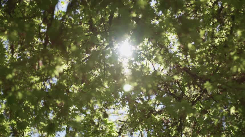 The sun is shining in through the branches above