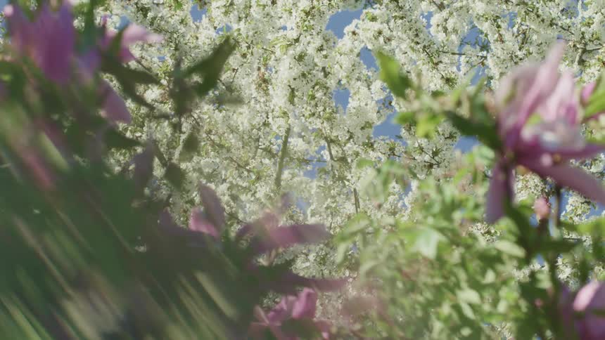 View of purple and white flowering trees