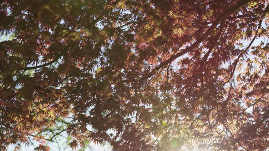 Fall foliage covers tree canopy contrasting withthe blue of the sky