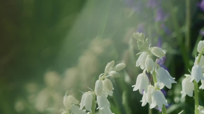 White and purple flowers grow in a field