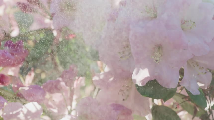 Rain falling on flowers