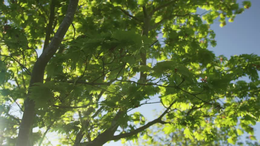 Sunlight filters through the leaves and branches of a tree