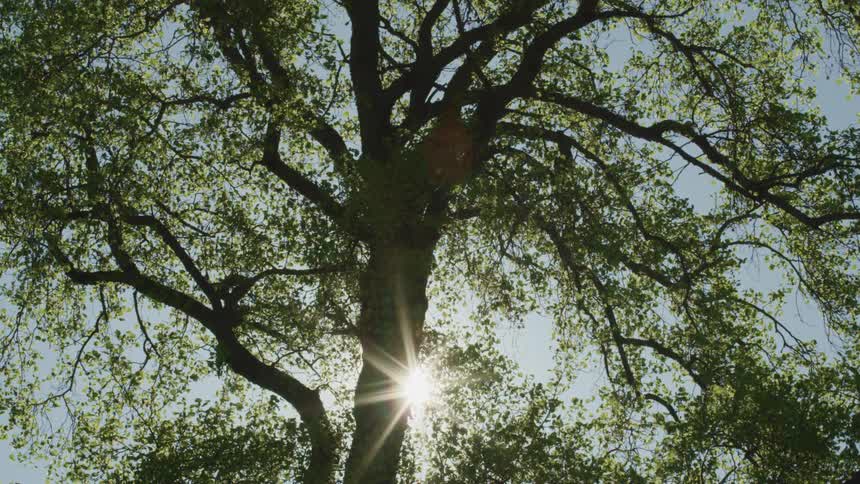 Sunlight shines through tree branches on a summer day