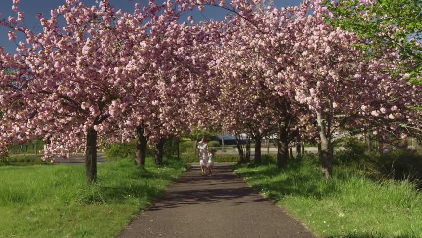 Mother and daughter hold hands as they walk along a paved pathway under a tunnel of cherry blossom tree branches