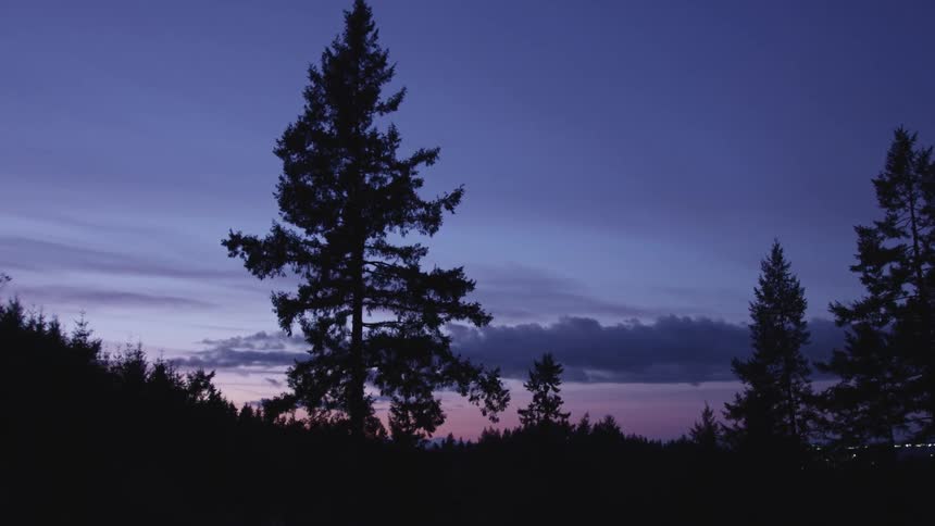 Silhouette of pine trees in a forest against the blue sky at sunset