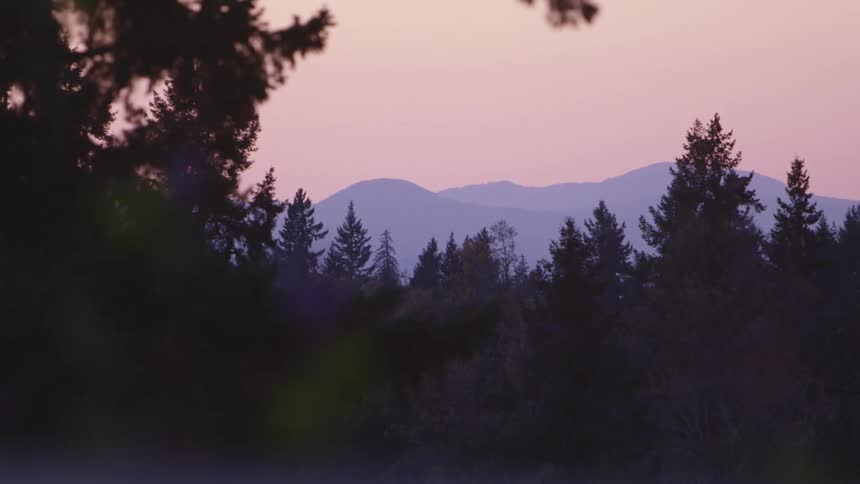 A forest in front of hills
