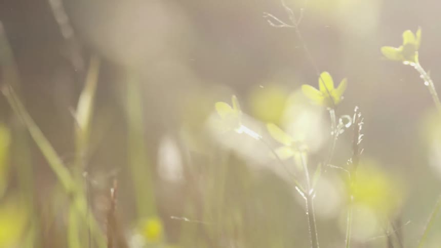 A close up view of a grassland area is displayed