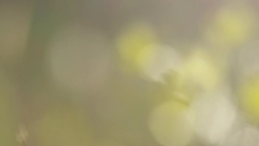 Blurry yellow flowers and lights