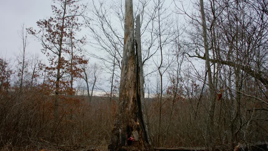 A person is hiding in the tree trunk waving his hand out