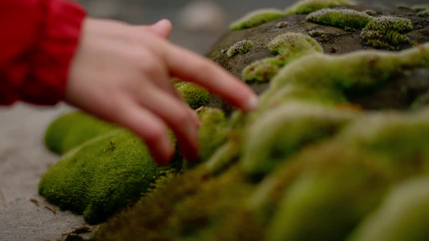 Fingers walk up a mossy rock