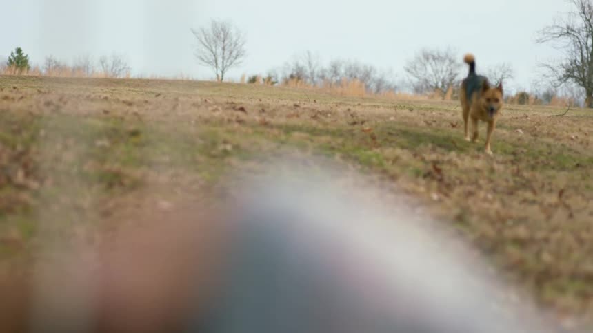 A dog is running outside in a grassland area