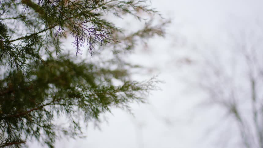 A pine trees branches in the wind