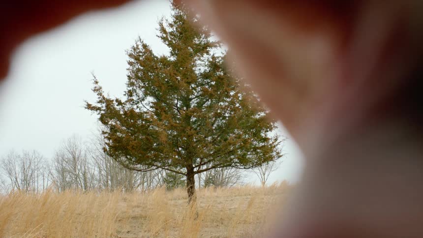 A person viewing a tree between their fingers