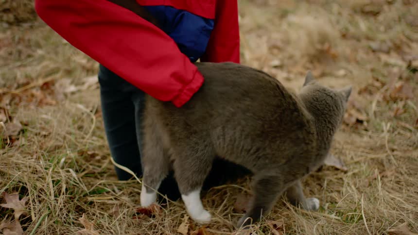 Girl with a red coat jeans a pair of black boots and a grey beanie kneels down and pets a grey cat in the forest
