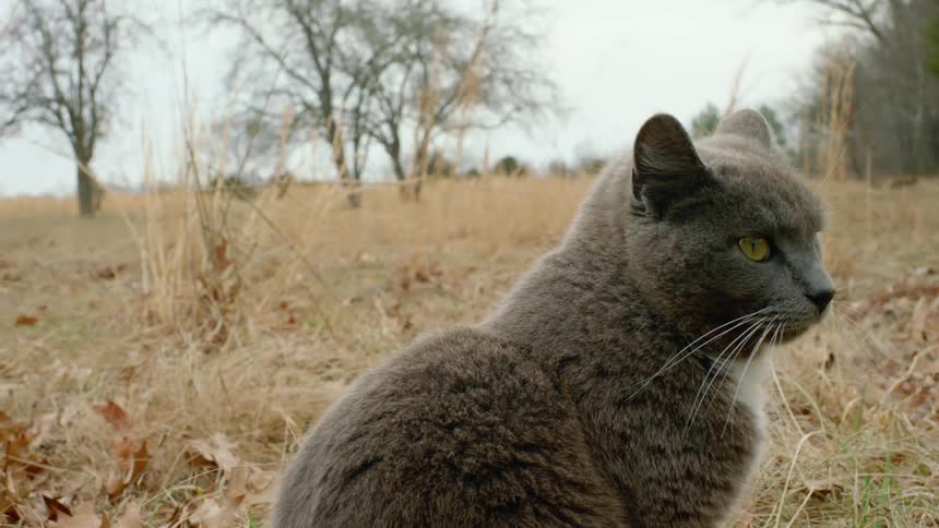 Grey cat sitting in the dry grass near the trees at day