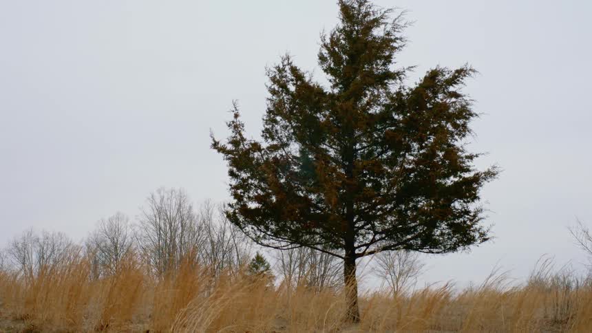 A tree surrounded by tall grass