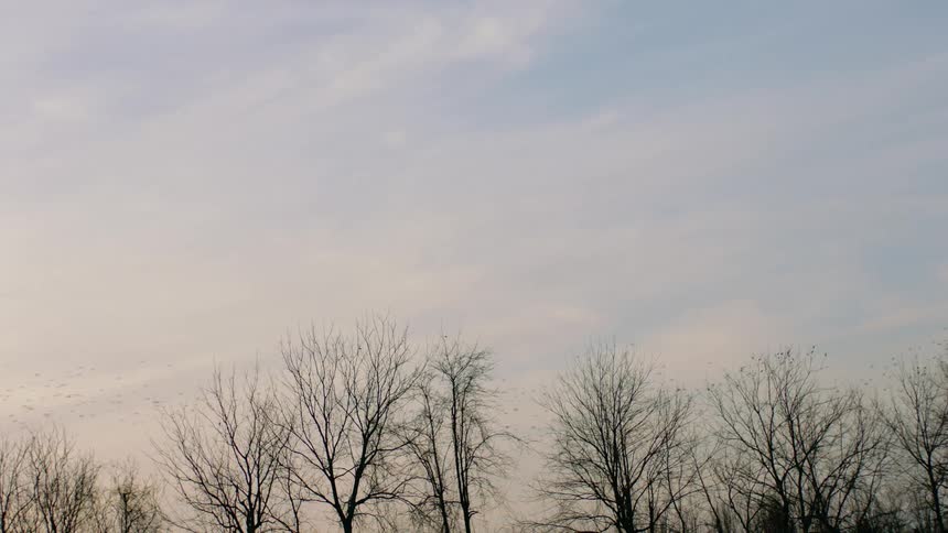 Flock of birds flying over the dried trees in the forest at sunset