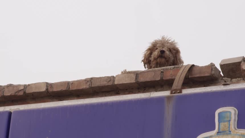 A small dog barks while looking down from the roof of a building